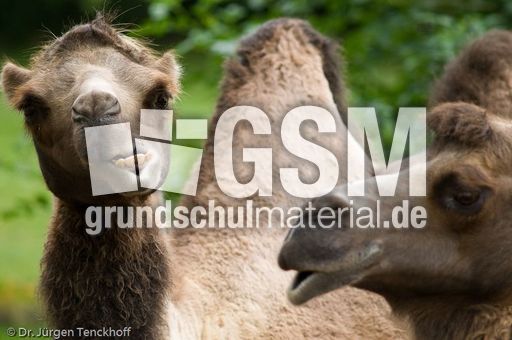 Kamel (58 von 108).jpg